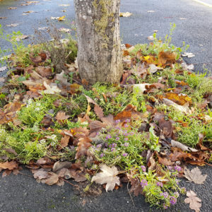 La Nature à Brionne